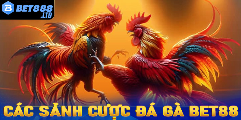 Giới thiệu 4 sảnh cá cược đá gà Bet88 hấp dẫn nhất hiện nay